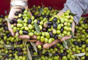 Oliven: Nutzen und Schaden für den menschlichen Körper