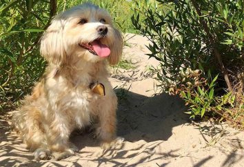 Maltipu – eine Miniatur-Hundezucht