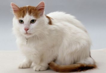 raza de gato Turetskiy Van: descripción, fotos, opiniones