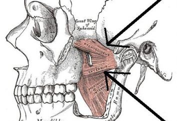 legamento mandibolare. muscolo pterigoideo esterno