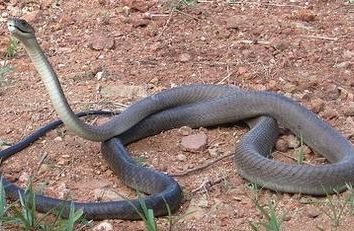 serpiente negro