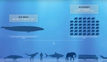 Odpowiadamy na pytanie bardzo popularnej dziecięcej: „Jaka jest waga wieloryba”