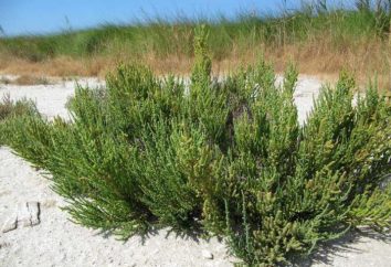 Salicornia: hierba-sanador. solicitud