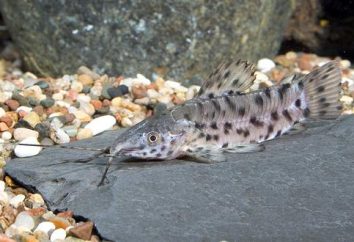 Senza pretese acquario pesce gatto tarakatum