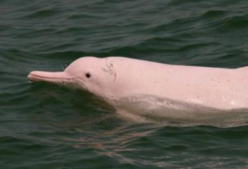 Chinese White Dolphin: description et mode de vie
