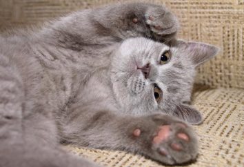 Quanti gatti hanno le dita nella norma e chi sono i polidati dei gatti