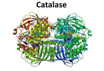 L'enzima catalasi: caratteristiche principali