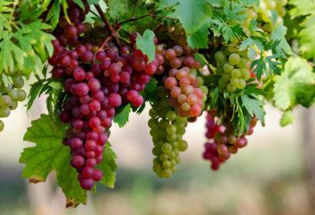 Uvas: o conteúdo calórico por 100 gramas. Benefícios e malefícios de uvas