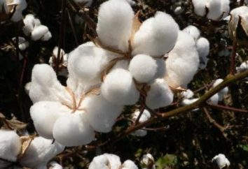 Les propriétés uniques de coton – un matériau naturel