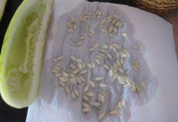 Come raccogliere i semi di cetrioli per pieno campo e in serra