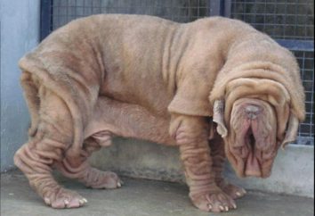 Mastiff Hercules – o maior cão do mundo