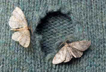 Moth Hanging: Descrizione e l'aspetto
