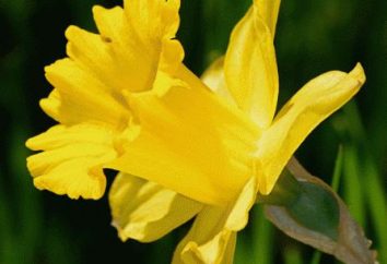 Żonkile – żółte kwiaty