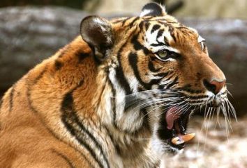 tigre indocinese: descrizione con foto
