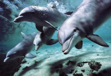 Jak delfina śpi: niesamowite zdolności ssaków