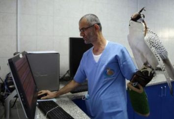 Die weltweit größte Krankenhaus der Welt für Falken in Abu Dhabi