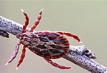 Ticks in der Region Rostow: Beschreibung, Typen, Foto. Gibt es Enzephalitis Milben in der Region Rostow?
