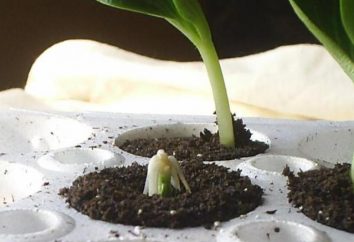 Quando piantare zucchine per i semenzali? Piantine di zucchine a casa