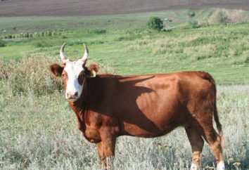 Bulls: Bulls Rassen und deren Eigenschaften. Fleischrasse Stiere