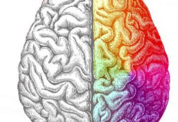 Lewa półkula odpowiedzialna jest za co? Jak rozwijać lewy mózg?
