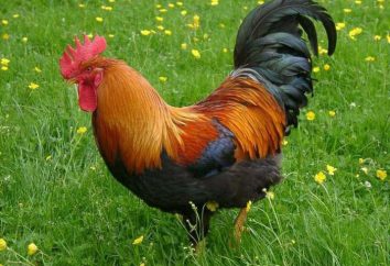 Rooster – kogut …: rodzaje, opis rasy