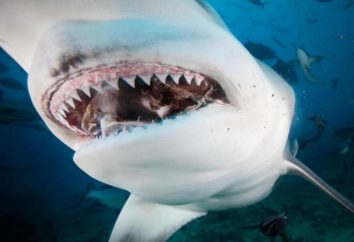 Espécies de tubarões, nomes, características e fatos interessantes