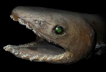tubarão-cobra – sobrevivendo fóssil