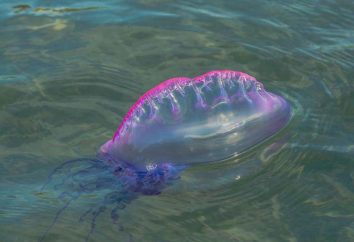 I fatti più interessanti di meduse. Medusa: fatti interessanti, tipo, struttura e le caratteristiche