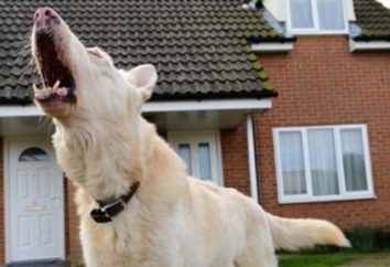 Perros en la protección de la propiedad privada: ¿cómo elegir?