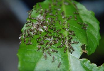 Recursos das formigas no país – o problema