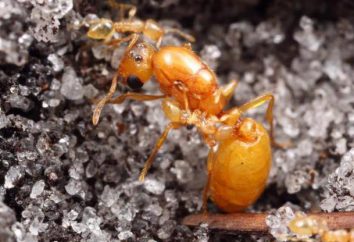 Hormigas faraón: cómo deshacerse