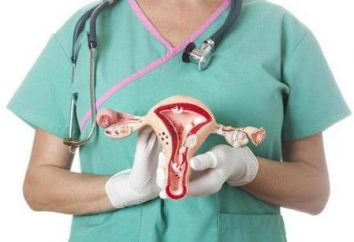Die Eierstöcke bei Frauen: die Lage. Human Anatomy in Bildern