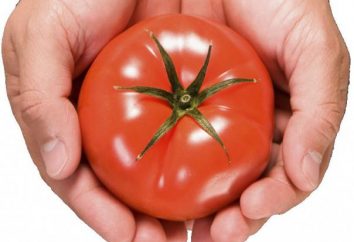 Sibirische Zucht von Tomaten – Funktionen und Vorteilen. Die besten Sorten von Tomaten sibirische Zucht