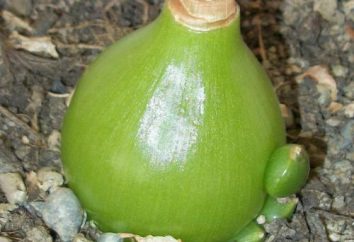 cebolla china – médico verde