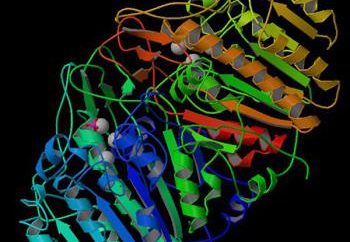 Die alkalische Phosphatase – ein wichtiges Enzym, der menschliche Körper