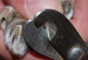 Comment couper à la maison des griffes d'un chat: certains experts conseils