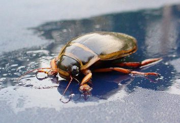 Beetle-Flądra