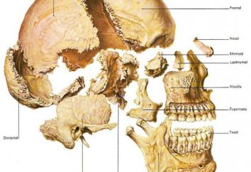 ossa del cranio: anatomia umana