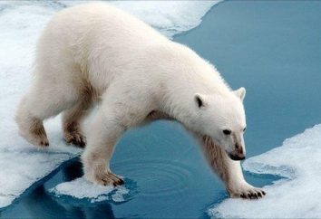 Gli orsi polari: Libro Rosso della Russia