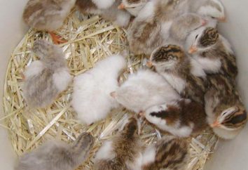 ¿Qué tipo de gallinas de guinea pájaro? La cría y mantenimiento de gallinas de Guinea en el hogar