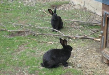 Coniglio nero-marrone: tutto sulla razza