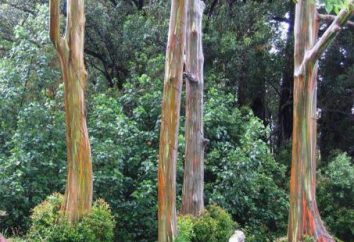 Eukaliptus (drzewo), która rośnie? Wysokość eukaliptusa. Pnia eukaliptusa