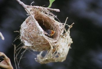 Expliquer pourquoi il est impossible de ruiner des nids d'oiseaux