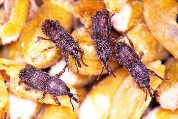 Mukoed Suriname: Descrição. Como se livrar dos insetos em cereais?
