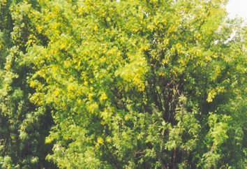 Caragana arborescens – Acacia dzieciństwa