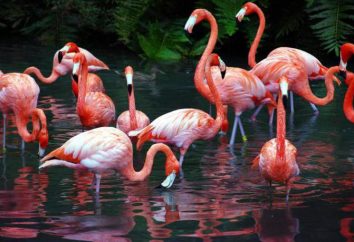 Flamingo (un uccello): una breve descrizione delle caratteristiche e curiosità