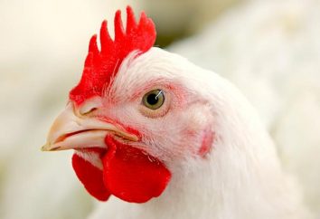 mollejas de pollo: beneficios y perjuicios. Cómo cocinar un pollo molleja