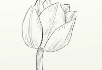 Comment dessiner une tulipe en cinq minutes?