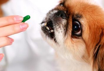 Lebenswichtige Vitamine für Hunde