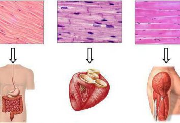 Funkcje tkanki mięśniowej i typów struktur
